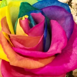 Meet your Posher, Abrak